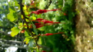 photo Animation nature · Visite et balade