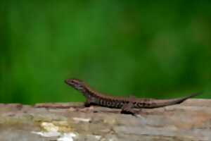 photo Castrum de Ségur : Exploration des habitats et des vies animales du château