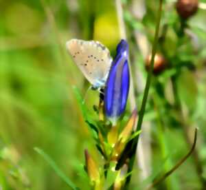 photo Animation : Comment protéger les papillons ?