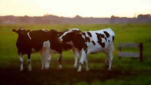photo Découverte d'une exploitation de vaches laitières