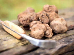photo TRUFFE ET PATRIMOINE