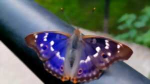 photo Chasse aux couleurs : papillons et compagnie