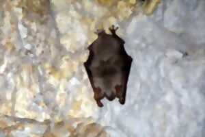 photo Atelier bois : Fabrication de gîtes à chauve-souris