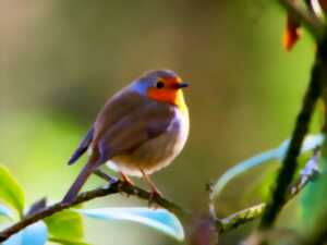photo Sortie : Les oiseaux du Ballon d'Alsace