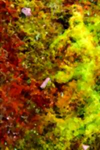 photo UN ETE AVEC LE PARC : BALADE MICROSCOPIQUE AUTOUR DES MOUSSES DE VILLEFORT