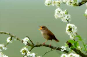 photo Atelier-nature (6-12 ans) : à la découverte des oiseaux