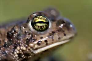 photo Atelier-nature (6-12 ans) : autour de la mare