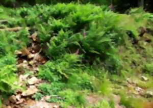 photo Balade : Vieilles forêts du Ballon d'Alsace