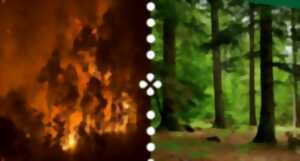 photo FÔRETS AGIR ! ET SI ON PARLAIT DE NOS FORÊTS ?