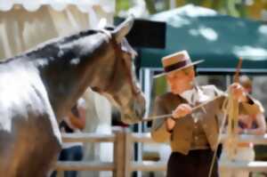 photo L'hippodrome de Langon fait son show