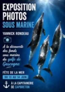 photo Exposition photos sous marine Yannick Rondeau