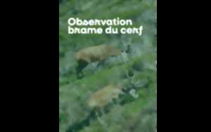 photo Sortie nature à l'écoute du brame du cerf