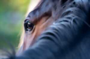 photo Grand Régional de Tourisme Equestre