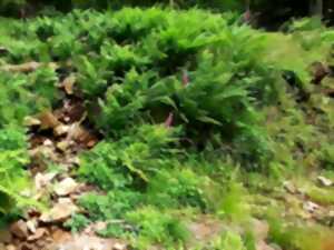 photo Balade : Vieilles forêts du Ballon d'Alsace