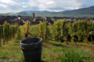 photo De la vigne au verre - secret du vin d'Alsace