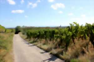 photo Petit-déj' en calèche : déambulation au coeur de la vigne