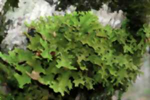 photo UN ETE AVEC LE PARC : LE MONDE MECONNU DES LICHENS