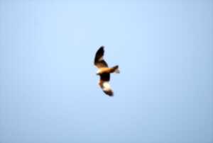 photo Balade nature oiseaux - Les oiseaux de l’été
