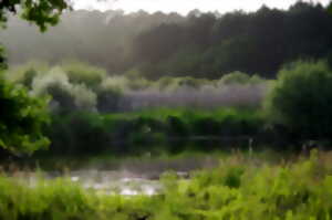 photo Balade nature - Entre lac et marais