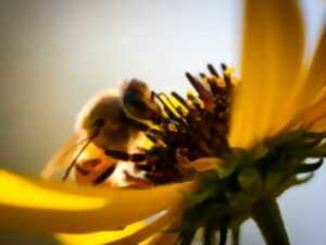 photo Rendez-vous du miel et des abeilles