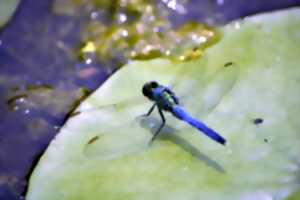 photo Les petites bêtes de l'eau