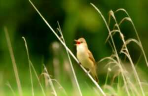 photo Les chants d'oiseaux des Barthes