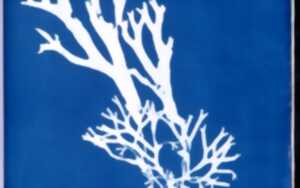 photo Ciap art : cyanotype