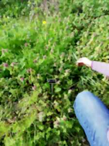 photo atelier plantes comestibles et médicinales