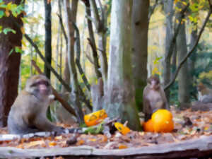 photo Halloween à la Montagne des Singes