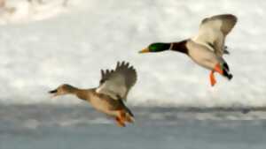 photo Sortie CPIE : Les oiseaux en hiver