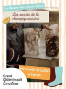 photo Les secrets de la champignonnière