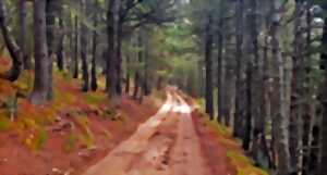 photo VISITE COMMENTEE DE LA FORÊT DE LA MATTE