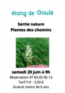photo Sortie nature : Plantes des chemins