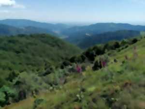 photo Histoire des paysages du Ballon d’Alsace