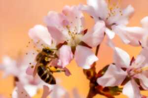photo Journée de l'abeille et de la forêt