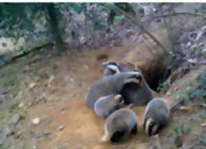 photo Le petit peuple des bois et des haies