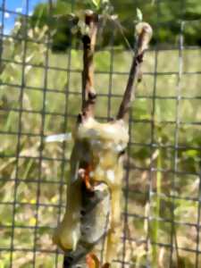 photo Nettoyage de greffe de fruitiers