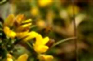 photo Le trésor des abeilles