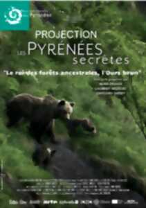 photo Le roi des fôrets ancestrales, l'Ours Brun