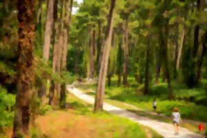 photo Découverte de la forêt du Pignada