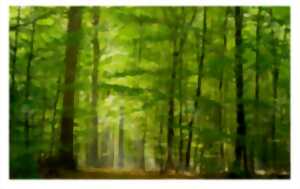 photo Promenade en forêt