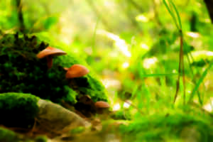 photo Le monde des champignons