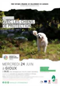 photo Rencontre avec les chiens de protection
