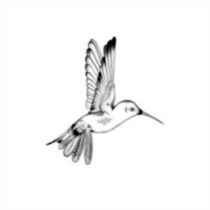 photo Stage de dessin et de peinture naturaliste
