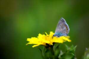 photo Sortie nature | Ca bourdonne ou ça papillone à St Leu !