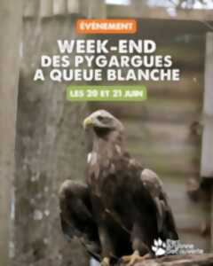 photo Week-end des Pygargues à queue blanche