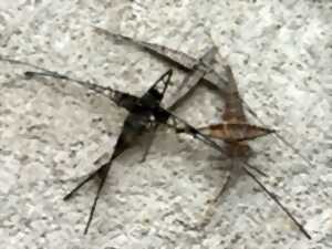 photo Vannerie hirondelle