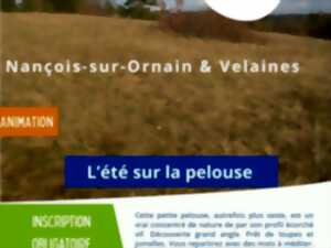 photo Animation nature - L'été sur la pelouse