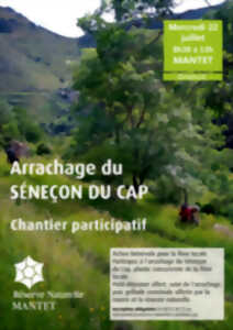 photo CHANTIER PARTICIPATIF : ARRACHAGE DU SÉNEÇON DU CAP
