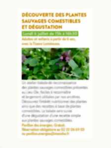 photo Découverte des plantes sauvages comestibles et dégustation